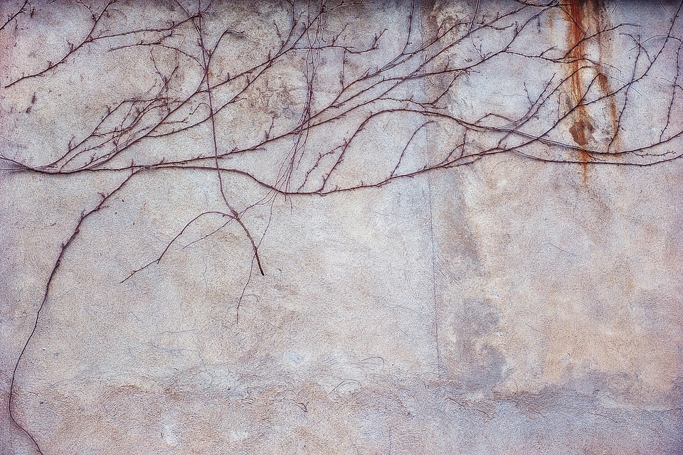 Branches climbing gray photo