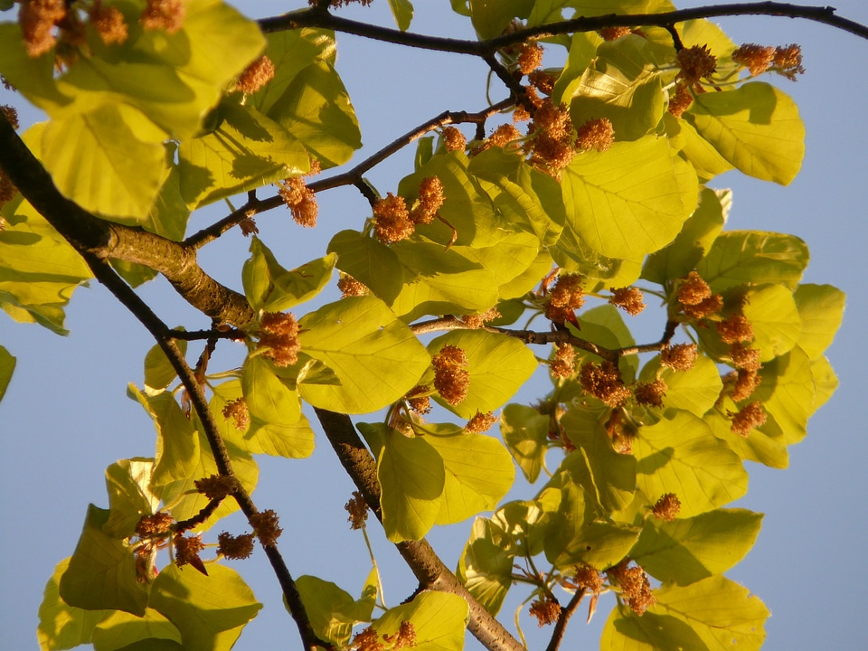 Tree leaves inflorescence