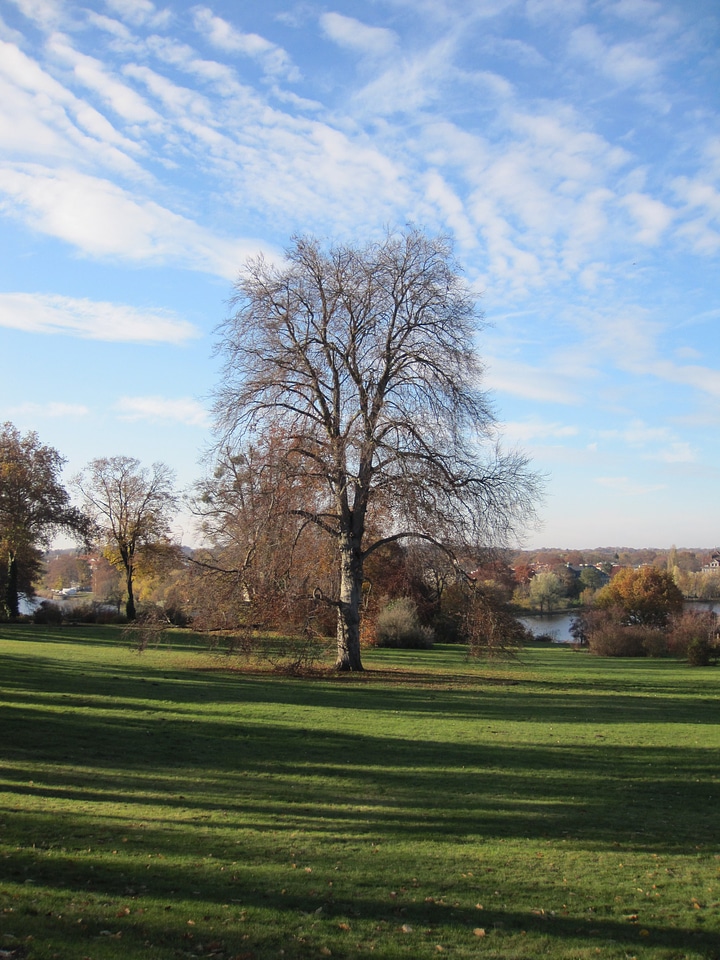 Autumn tree meadow photo