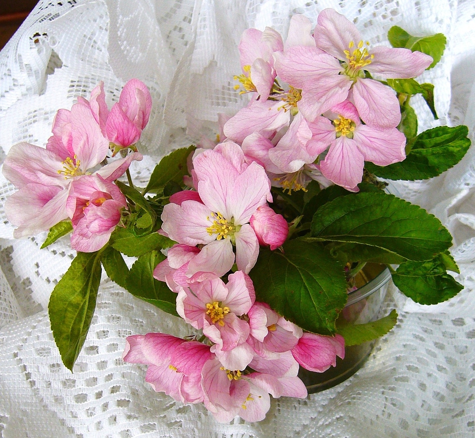 Pink blossom floral bloom