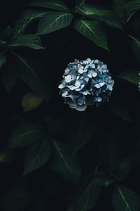 2 Black blue flowers