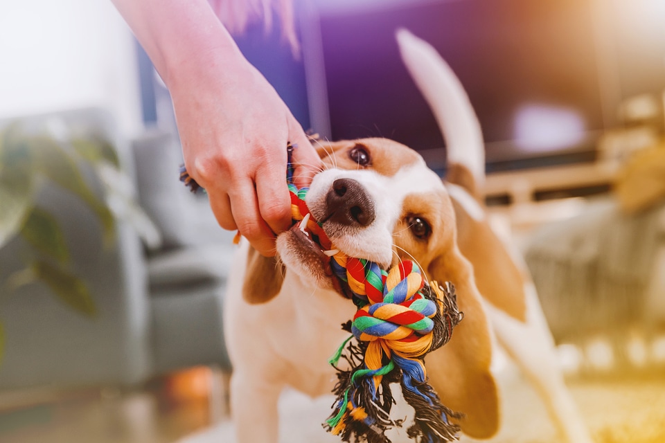 Little dog at home in the living room playing with his toys. Young woman play with a dog.