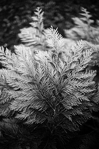 Black&white branches cypresses photo