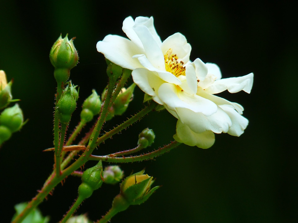 Flower blossom bloom