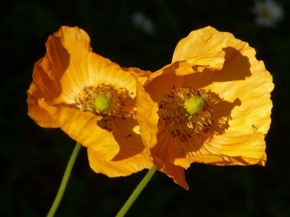 Plant backlighting orange