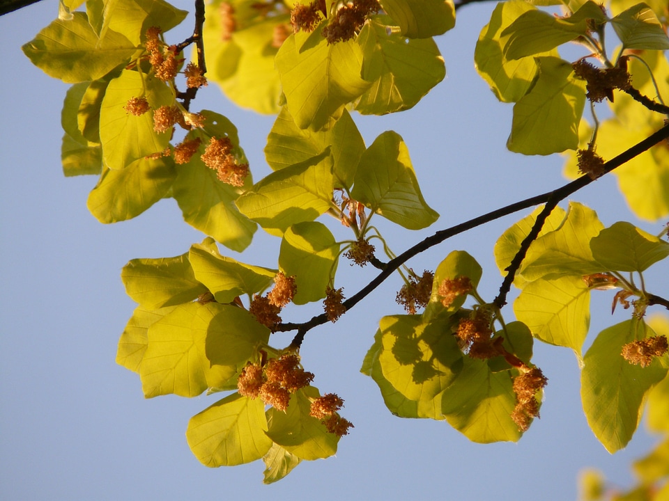 Tree leaves inflorescence