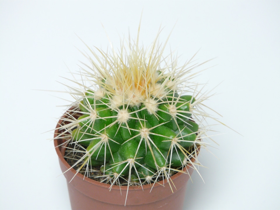 Echinocactus spur prickly