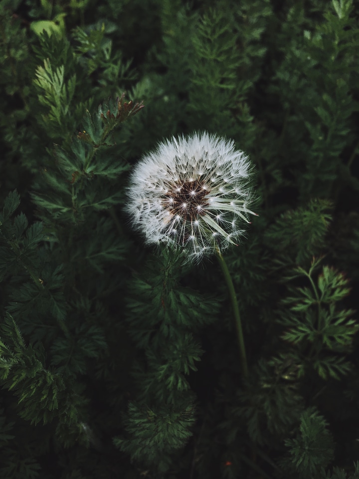 Black dandelions green
