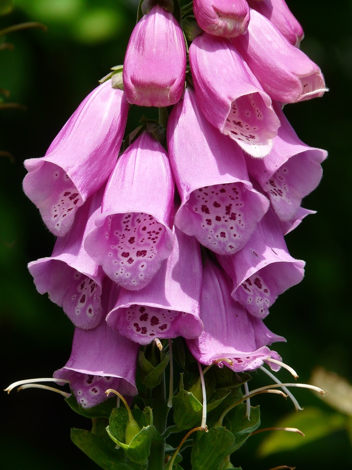 Medicinal plant poisonous plant flowers