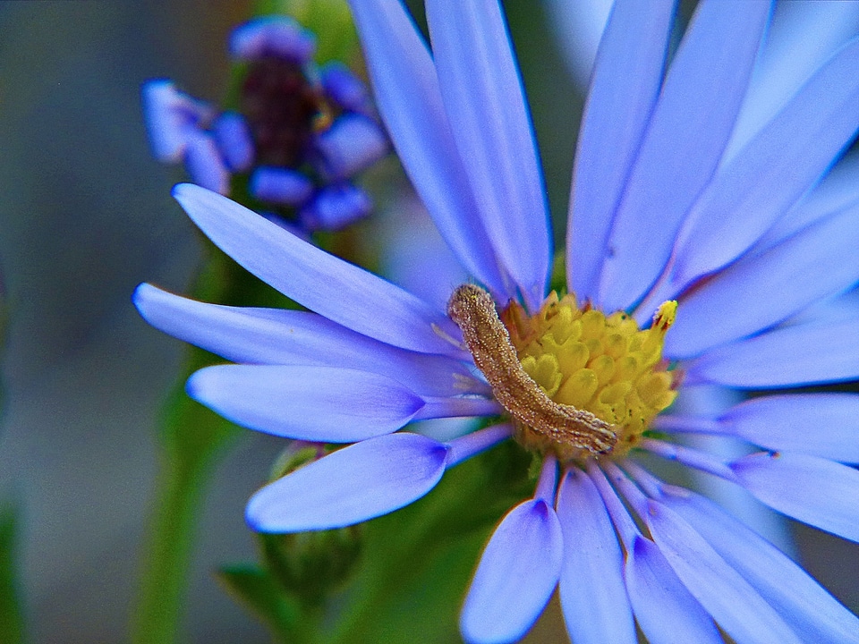 Arctic aster wildflower floral