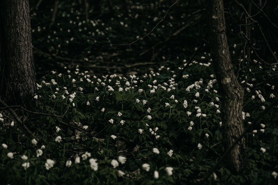 Black flowers forest