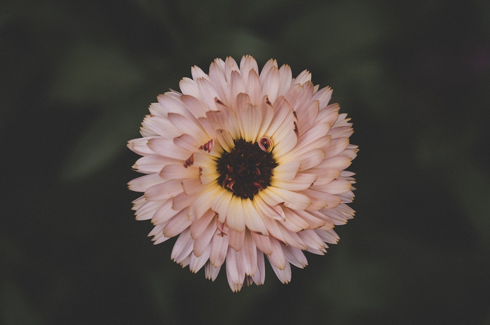 2 Bloom blossoms flowers