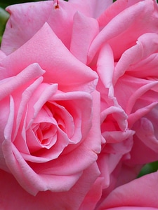 Flower pink beautiful photo