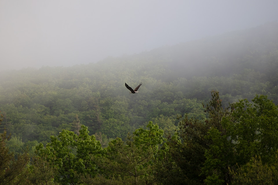 Birds fog forest photo