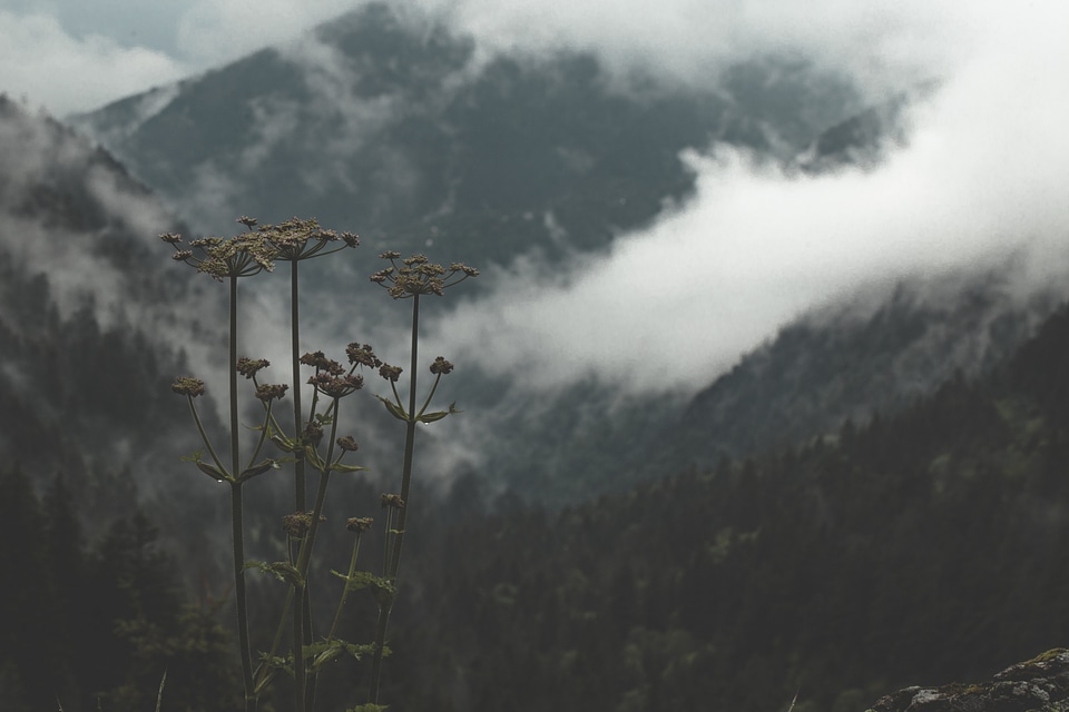 Clouds flowers gray