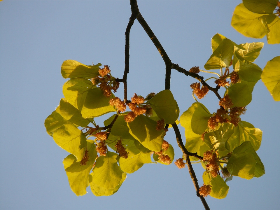 Tree leaves inflorescence