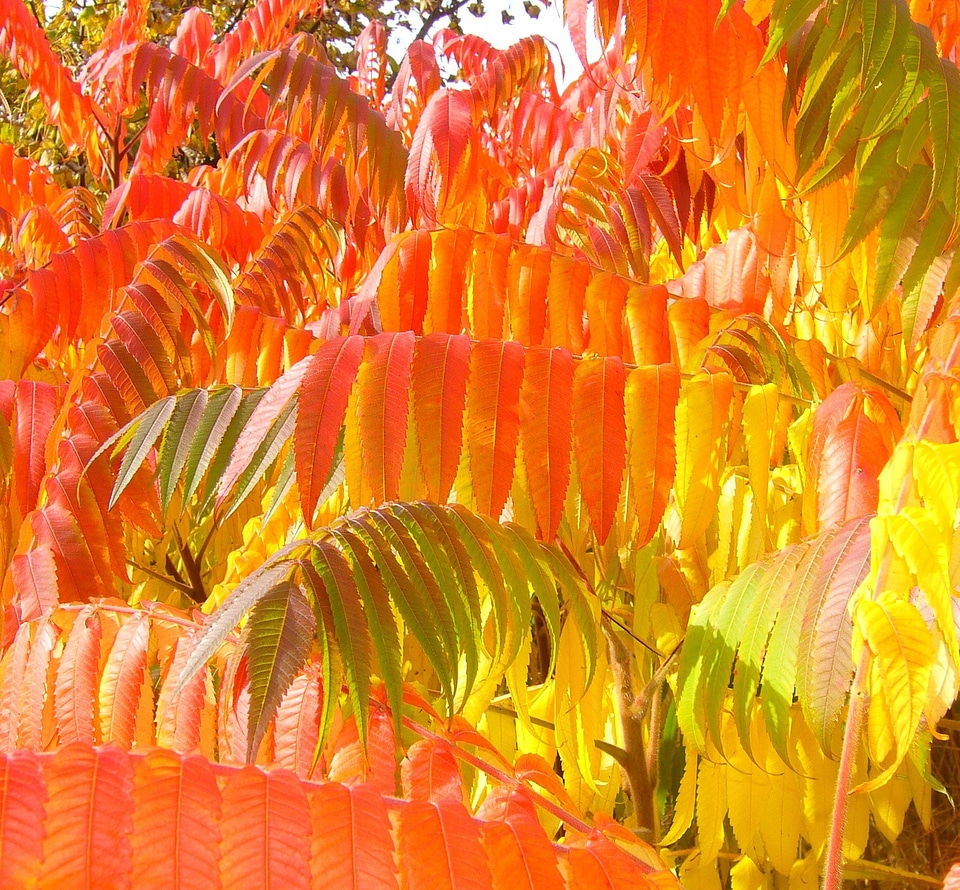 Foliage leaves season