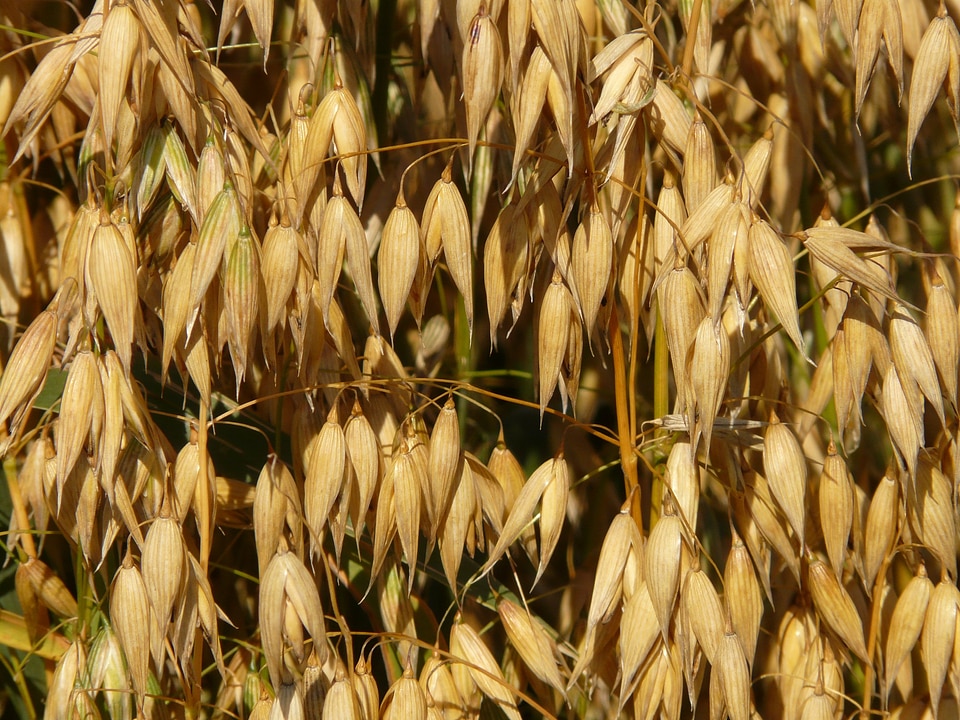 Cereals grain cornfield