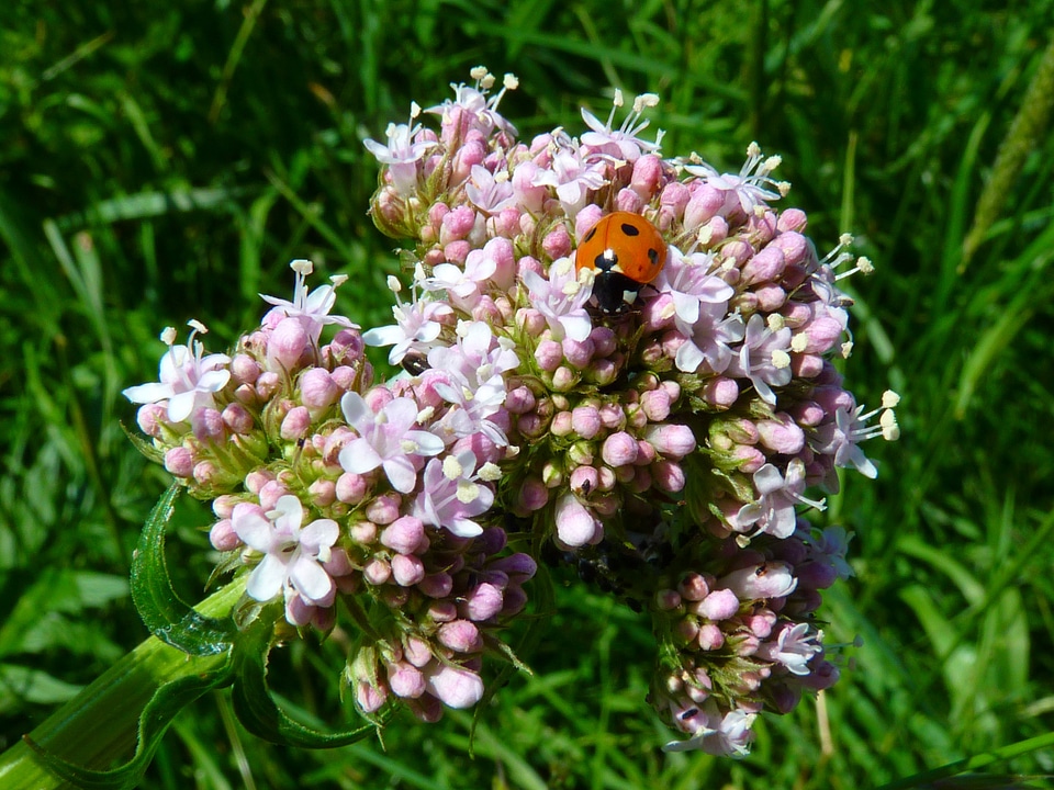 Plant ladybug animal