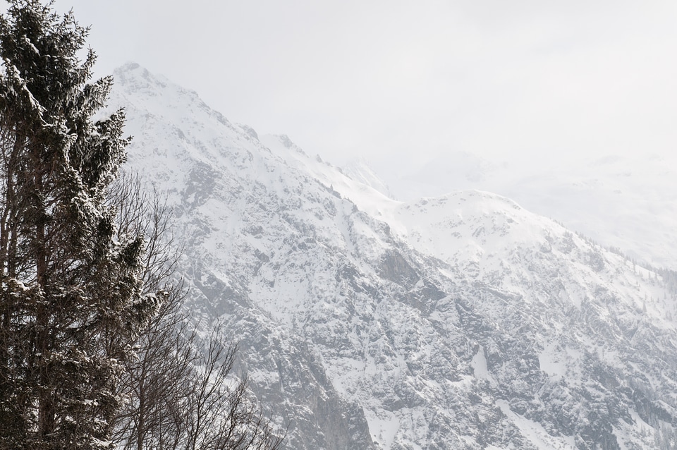 Branches gray mountains