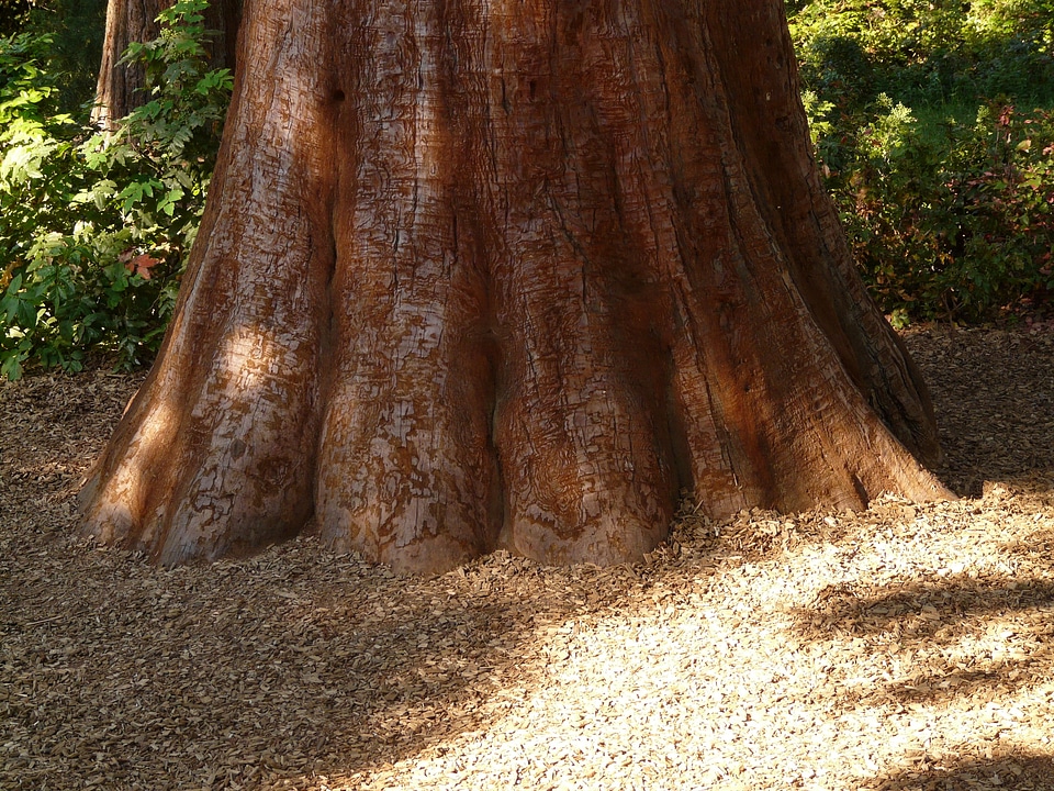 Large powerful conifer