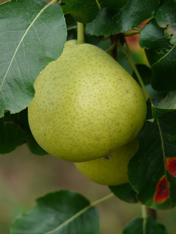 Ball bulb bell pear thurgau pear