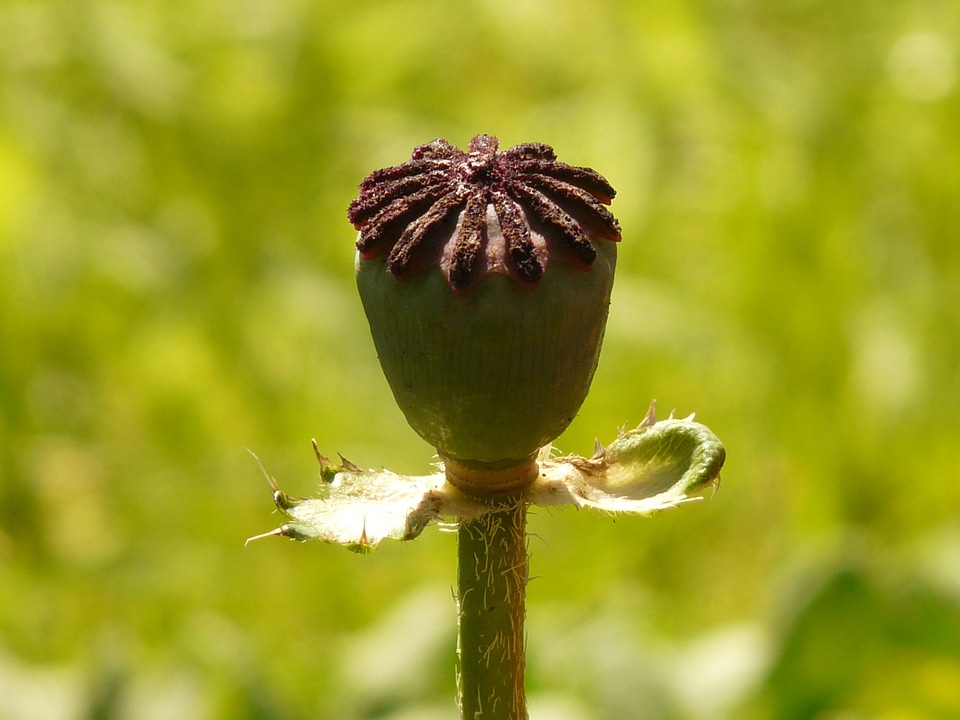 Klatschmohn capsule poppy capsule medicinal plant