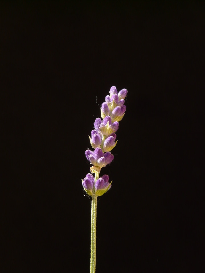 Blossom bloom flower