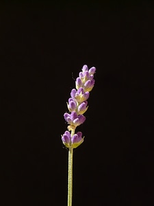 Blossom bloom flower