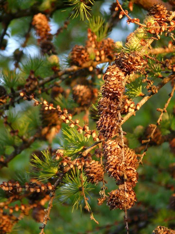 Branch larch cones tap