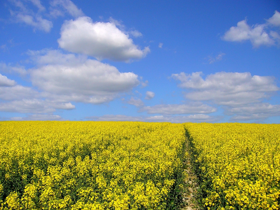 Agricultural plant crop rapsfeld