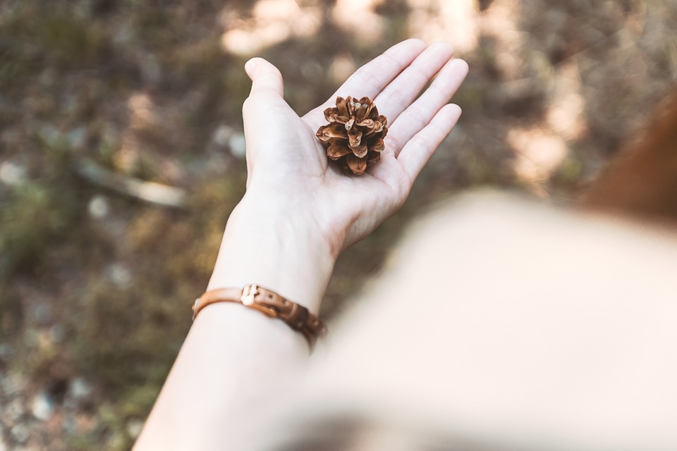 Pine cones on the hand in the pine forest