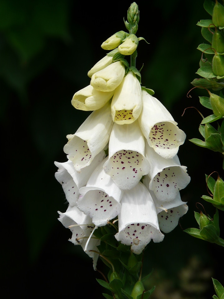 Poisonous plant flowers plant