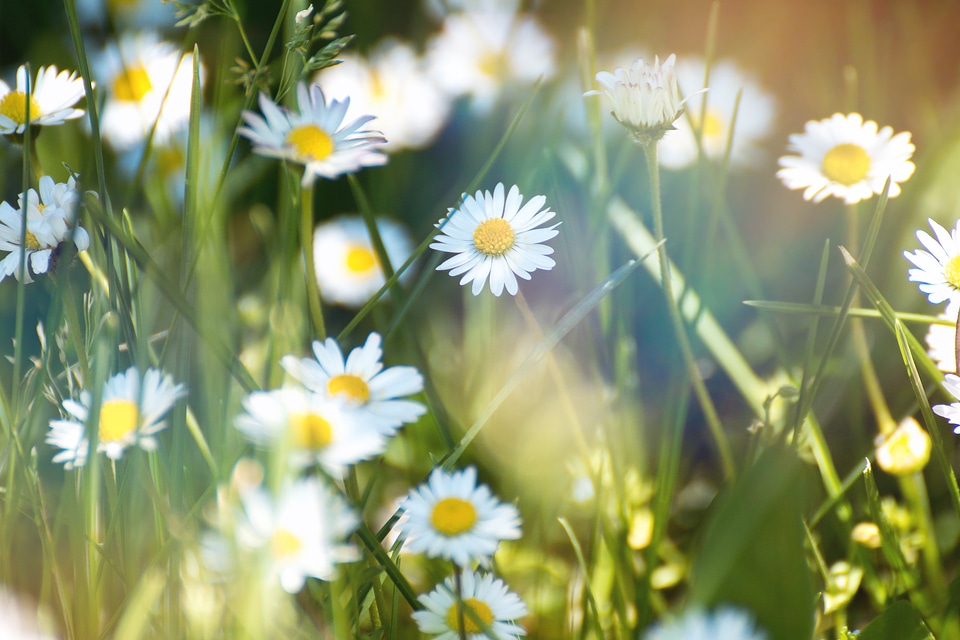Spring flowers. Daisy flower on green meadow