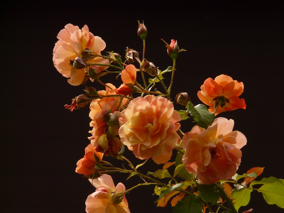 Flower blossom bloom