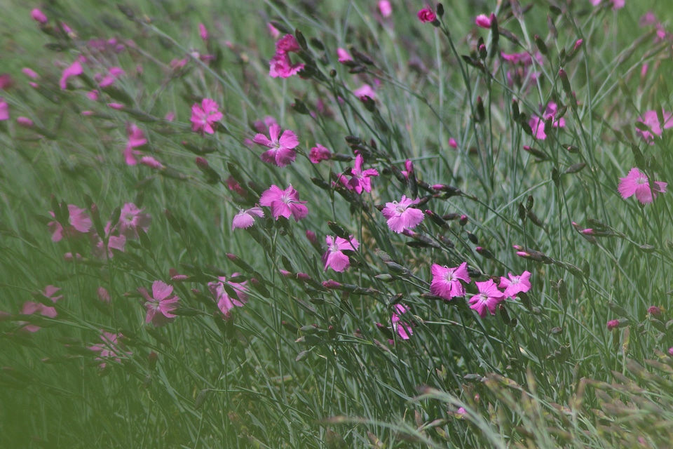 The wind is blowing on the meadow with flowers