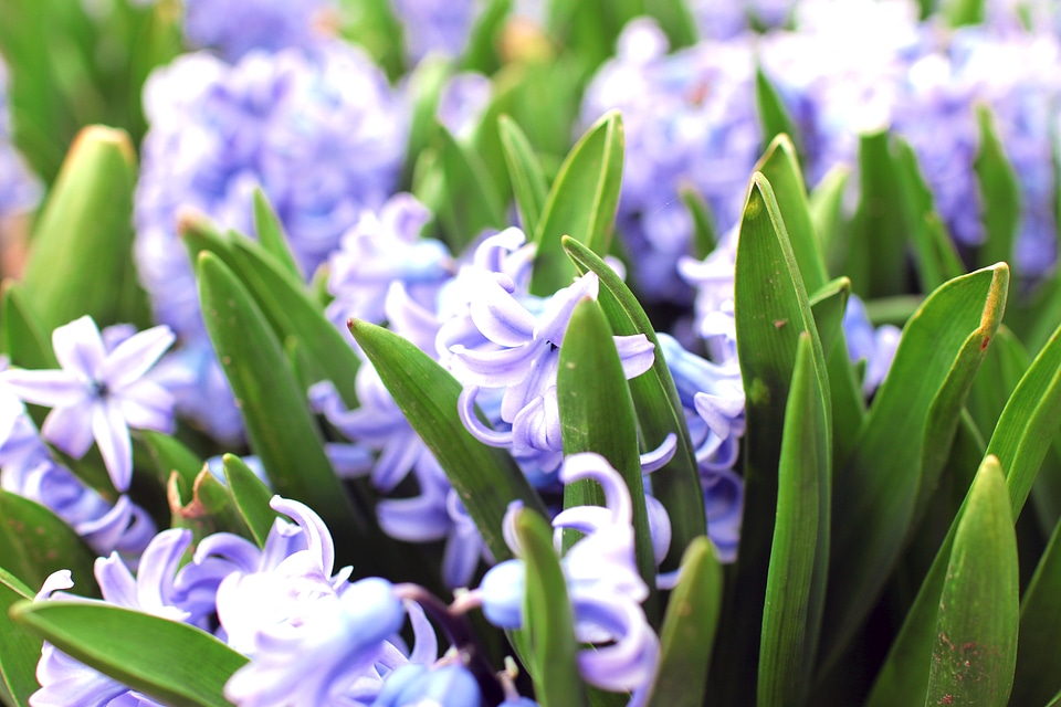 A beautiful green garden with flowers