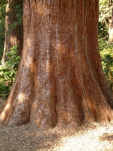 Large powerful conifer photo