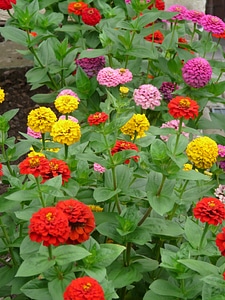 Color zinnia violacea zinnia elegans photo