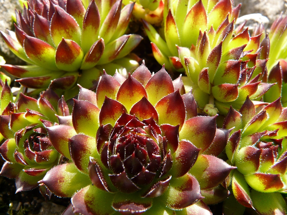 Alpine houseleek houseleek thick sheet greenhouse