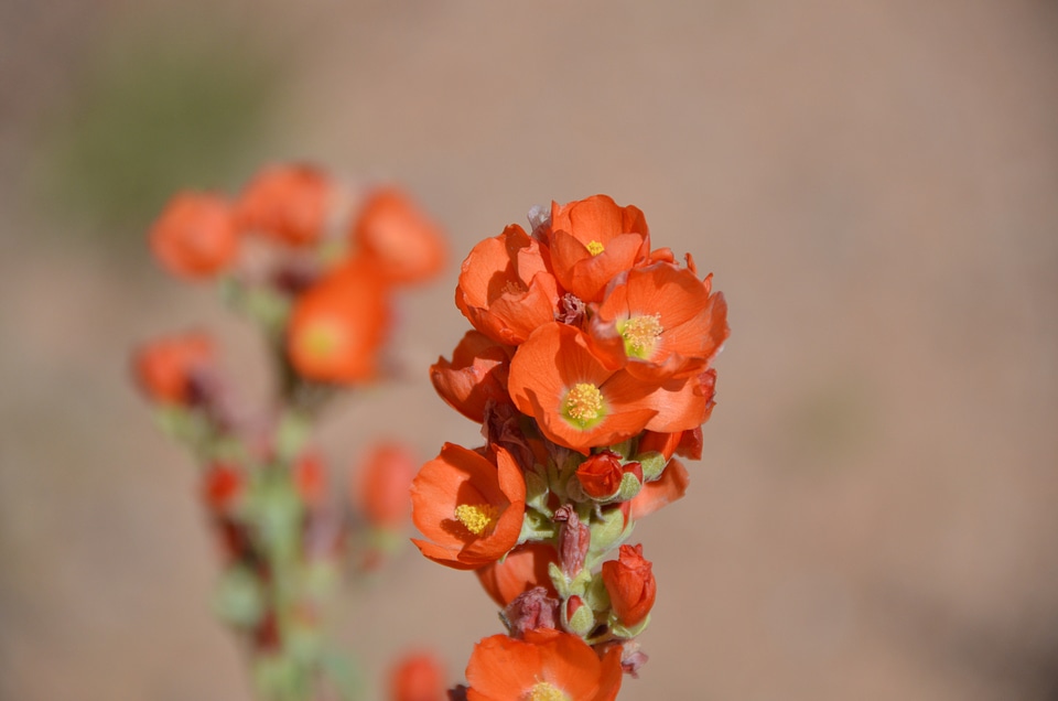 Arches national park bloom blossom