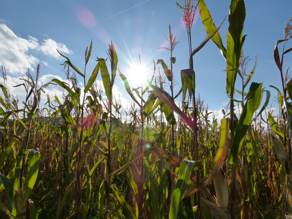 Harvest food agriculture