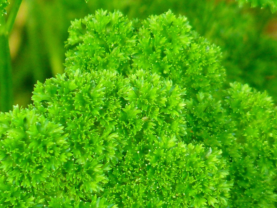 Herb garden herbs beterli