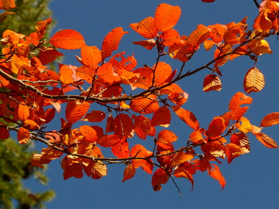 Branch leaves leaf photo
