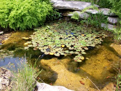 Lily pads natural outdoor