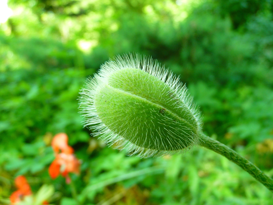 Bud green spring