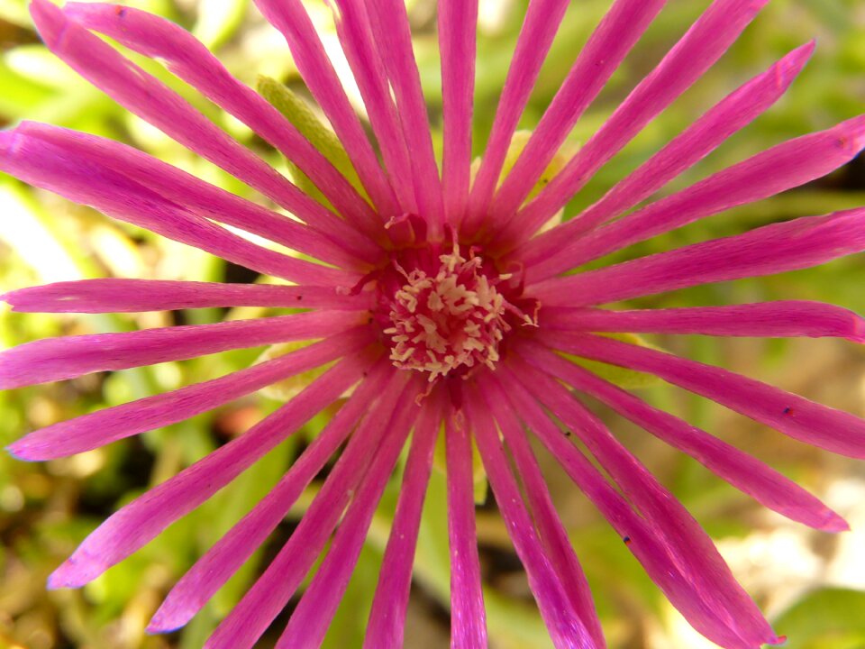 Blossom bloom farbenpracht
