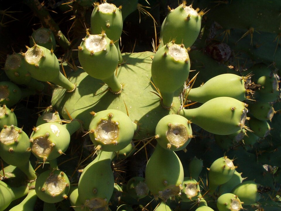 Plant katusfeigen sting