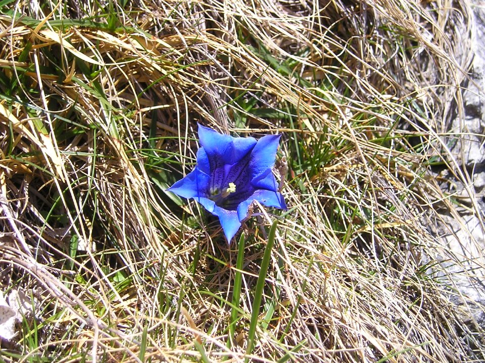 Blue purple flower