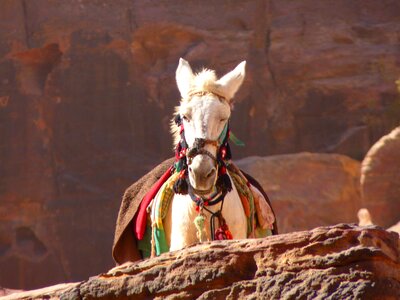 Travel middle east horse